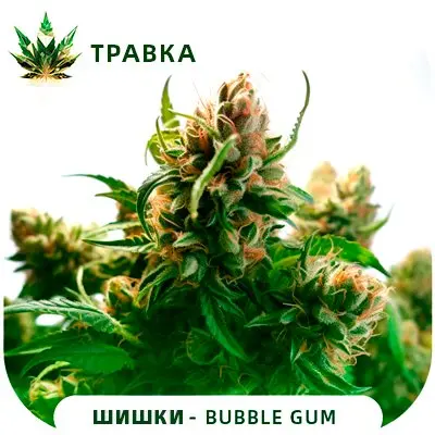 Bubble Gum [ТРАВКА]