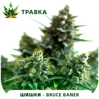 Bruce Banner [ТРАВКА]